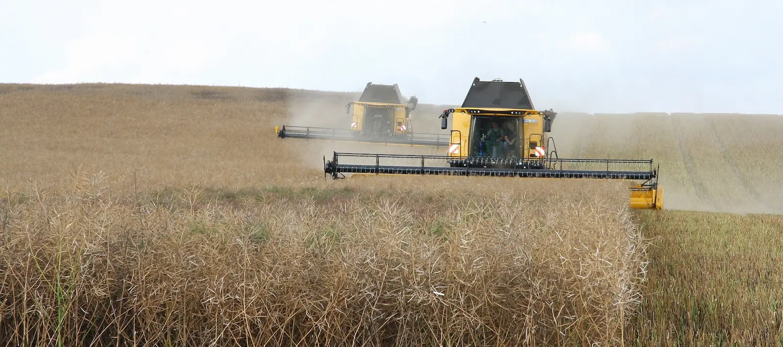 Combine harvesting yellow mustard seed in an Alberta field