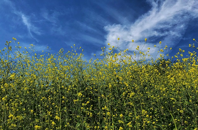 Yellow mustard seed field in Alberta